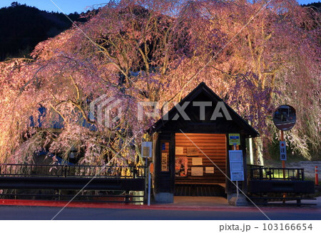 檜原村人里のバス停の垂れ桜 檜原村人里のバス停の垂れ桜 103166654