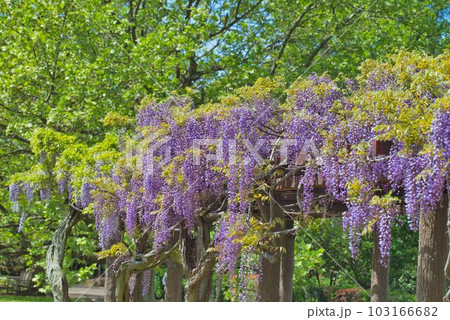 棚からこぼれる藤の花 103166682