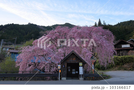 檜原村人里のバス停の垂れ桜 103166817