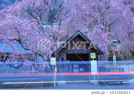 檜原村人里のバス停の垂れ桜 檜原村人里のバス停の垂れ桜 103166821