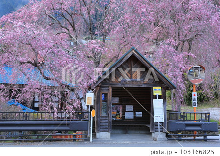 檜原村人里のバス停の垂れ桜 103166825