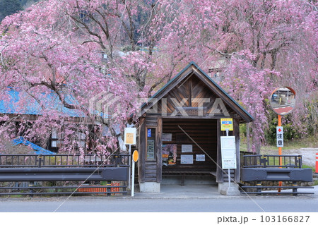 檜原村人里のバス停の垂れ桜 103166827