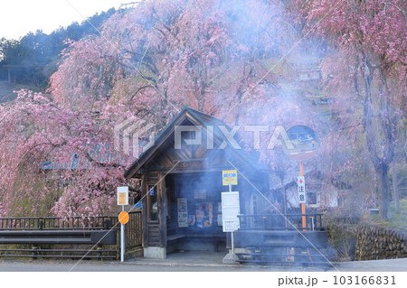 檜原村人里のバス停の垂れ桜 103166831