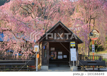 檜原村人里のバス停の垂れ桜 103166849
