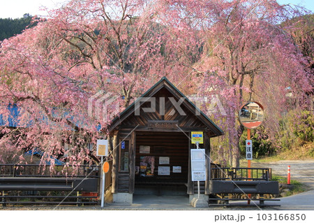 檜原村人里のバス停の垂れ桜 103166850
