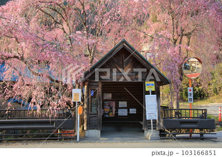 檜原村人里のバス停の垂れ桜 103166851