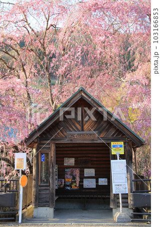 檜原村人里のバス停の垂れ桜 檜原村人里のバス停の垂れ桜 103166853