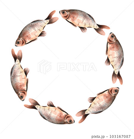 a wreath of caught carp painted in watercolor isolated hand-drawn 103167087