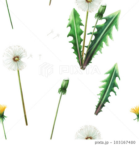 Watercolor seamless pattern with dandelions flowers and green leaves. Hand painting clipart botanical meadow illustration on a white isolated background. For designers, decoration, postcards, wrapping 103167480