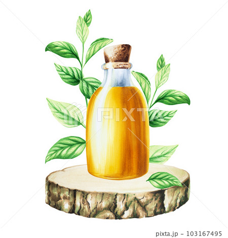 Watercolor oil glass bottle with cork cap on a wooden saw cut with mint isolated on white background. Beauty products and botany elements, cosmetology and medicine. For designers, spa decoration Watercolor oil glass bottle with cork cap on a wooden saw cut with mint isolated on white background. Beauty products and botany elements, cosmetology and medicine. For designers, spa decoration 103167495