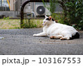 目をつぶりながら横になってくつろぐ猫【白黒】 103167553