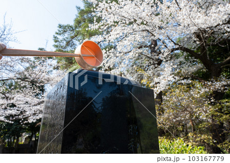 墓石に水をかける　桜が咲く墓地で墓参り 103167779