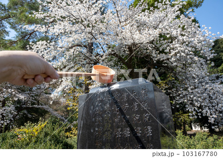 墓石に水をかける 桜が咲く墓地で墓参り 墓石に水をかける 桜が咲く墓地で墓参り 103167780
