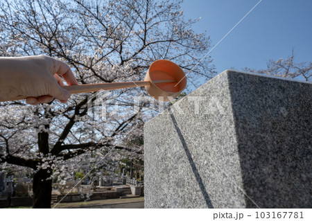 墓石に水をかける 桜が咲く墓地で墓参り 墓石に水をかける 桜が咲く墓地で墓参り 103167781