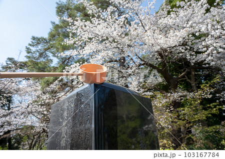 墓石に水をかける　桜が咲く墓地で墓参り 103167784