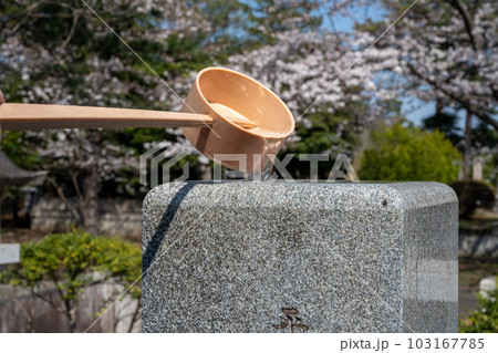 墓石に水をかける　桜が咲く墓地で墓参り 103167785