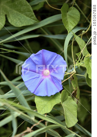 Purple bluebell flower on leaves, background out of focus Purple bluebell flower on leaves, background out of focus 103167888