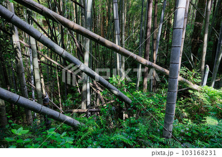 放置竹林イメージ 103168231