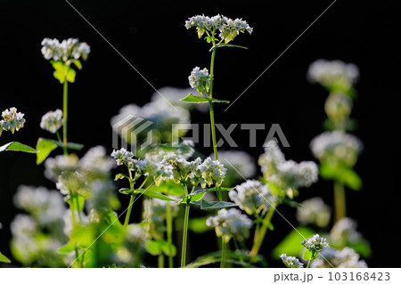 蕎麦の花 蕎麦の花 103168423