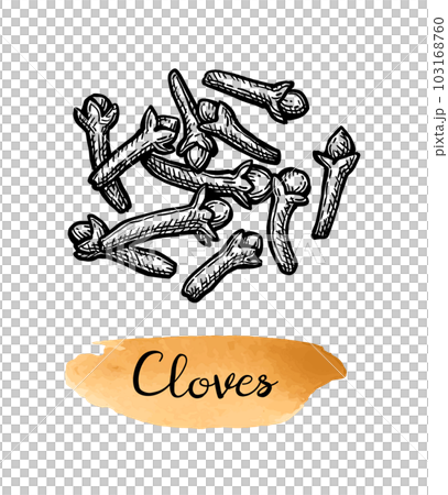 Clove spice ink sketch. Clove spice ink sketch. 103168760