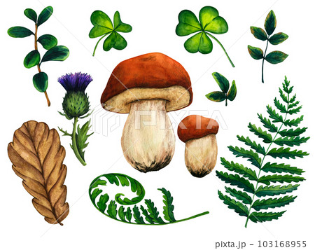 Watercolor wild forest set of clover leaves, mushrooms, thistle, red berries, fern, rosehip, oak leaf Watercolor wild forest set of clover leaves, mushrooms, thistle, red berries, fern, rosehip, oak leaf 103168955