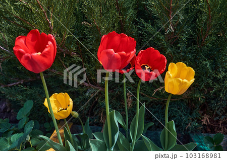 Red and yellow tulips in the garden 103168981