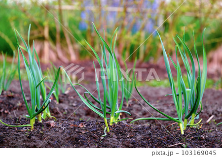 Garlic in spring, young plants close-up. An organically grown garlic plantation in the vegetable garden Garlic in spring, young plants close-up. An organically grown garlic plantation in the vegetable garden 103169045