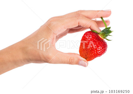 One big strawberry in a hand One big strawberry in a hand 103169250