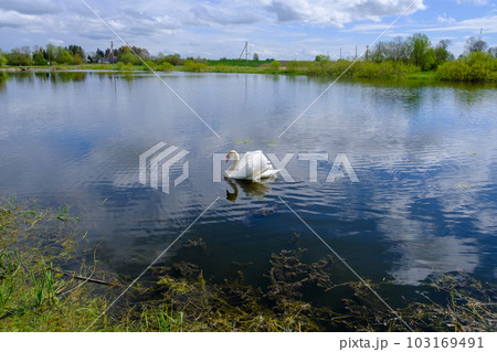 White swans with small swans on the lake White swans with small swans on the lake 103169491