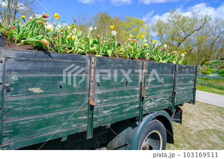 Tulip flowers in an old truck box. Garden decorations 103169511