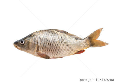 Carp fish isolated on white background. River fish Carp fish isolated on white background. River fish 103169708