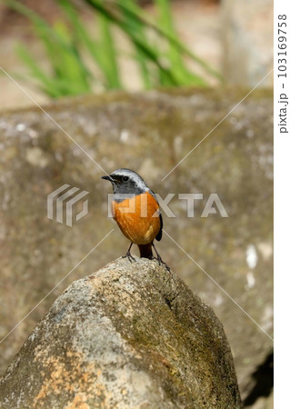 水場に来てたたずむジョウビタキのオス 水場に来てたたずむジョウビタキのオス 103169758