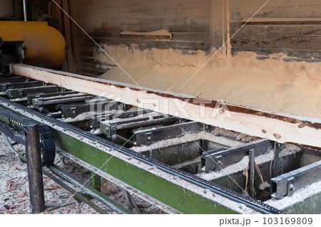 The process of processing pine wood at the sawmill. Timber industry The process of processing pine wood at the sawmill. Timber industry 103169809