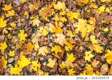 Yellow maple leaves on the ground in the autumn park Yellow maple leaves on the ground in the autumn park 103169876