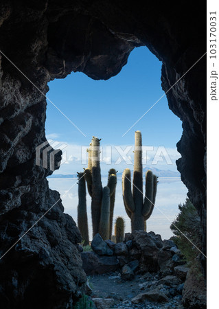 Cacti in a Cave at Incahuasi.Island. Uyuni Salt Flats. Altiplano, Bolivia 103170031