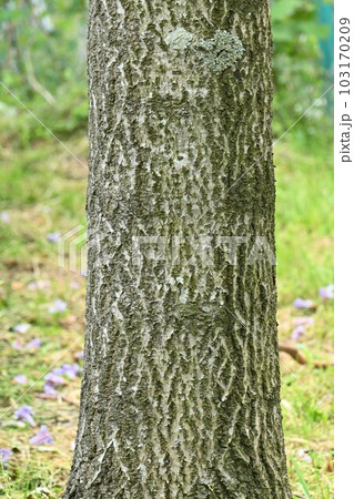 桐（キリ）の花 103170209