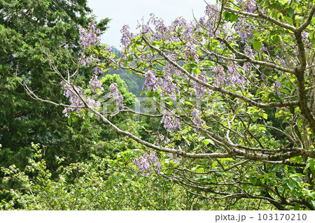 桐（キリ）の花 103170210