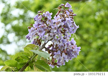 桐（キリ）の花 103170211