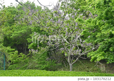 桐（キリ）の花 103170212