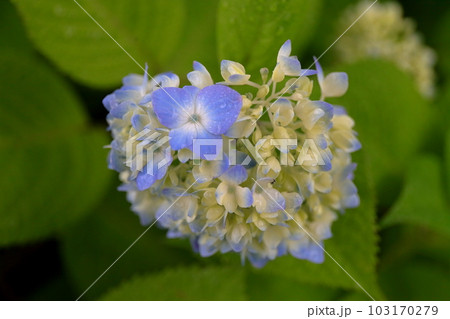 咲き始めの紫陽花 咲き始めの紫陽花 103170279