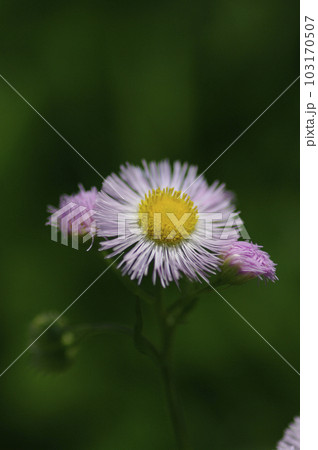畑にも初夏が訪れた。澄み切った青空に向かって、力強く野菜たちがぐんぐん伸びていくのびやかな菜園。 103170507