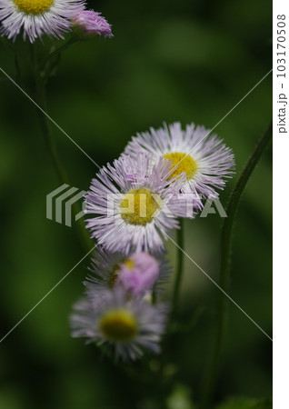 畑にも初夏が訪れた。澄み切った青空に向かって、力強く野菜たちがぐんぐん伸びていくのびやかな菜園。 103170508