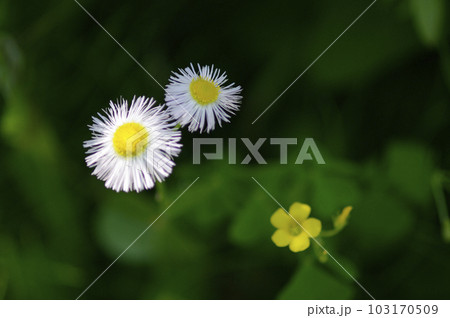 畑にも初夏が訪れた。澄み切った青空に向かって、力強く野菜たちがぐんぐん伸びていくのびやかな菜園。 103170509