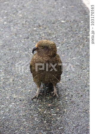 ケア/オウムの一種で、ニュージランドの固有種/正面 ケア/オウムの一種で、ニュージランドの固有種/正面 103170565