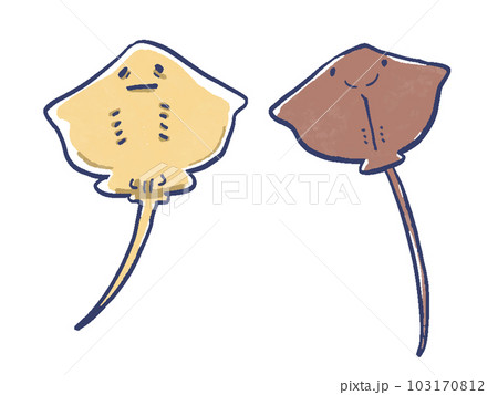 エイの表面と裏面の水彩風手描きイラスト 103170812