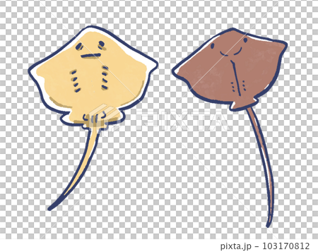 エイの表面と裏面の水彩風手描きイラスト 103170812