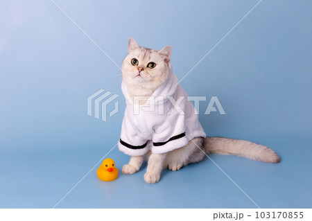Cute white cat is sitting in a white bathrobe, on a blue background 103170855