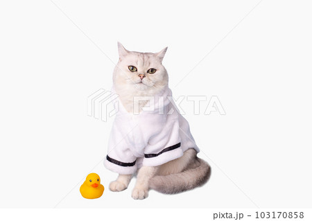 white cat is sitting in a white bathrobe, on a white background 103170858
