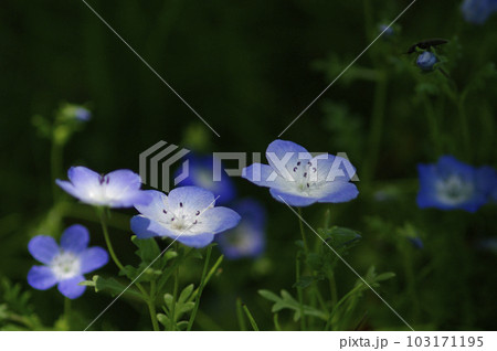 青空が広がる初夏の昼下がり、木陰では爽やかな風が吹いていた。思いっきり両手を広げて深呼吸。 青空が広がる初夏の昼下がり、木陰では爽やかな風が吹いていた。思いっきり両手を広げて深呼吸。 103171195