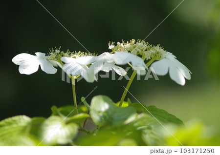 青空が広がる初夏の昼下がり、木陰では爽やかな風が吹いていた。思いっきり両手を広げて深呼吸。 103171250